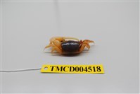 藏品(乳白南方招潮蟹)的圖片